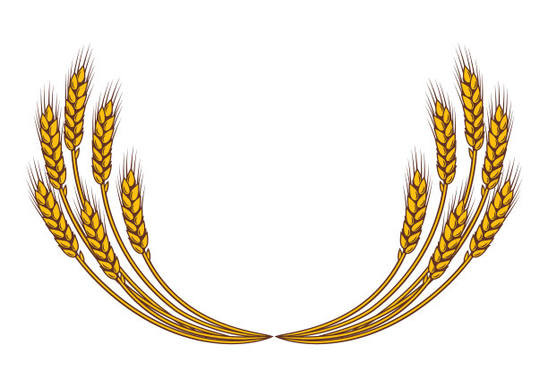 一束束小麦的农业形象与自然融为一体图片下载