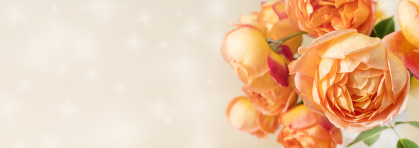 灯光背景下的玫瑰花束。图片下载