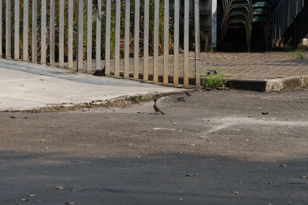 条纹柏油路上的雀图片下载