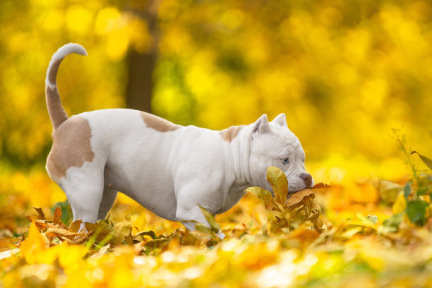 狗在秋天的公园里玩树叶。新犬种美国公牛图片下载