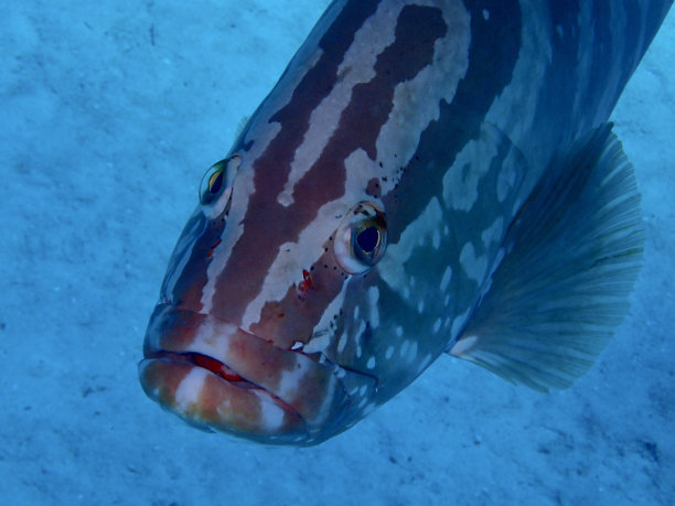 石斑鱼鱼面图片下载