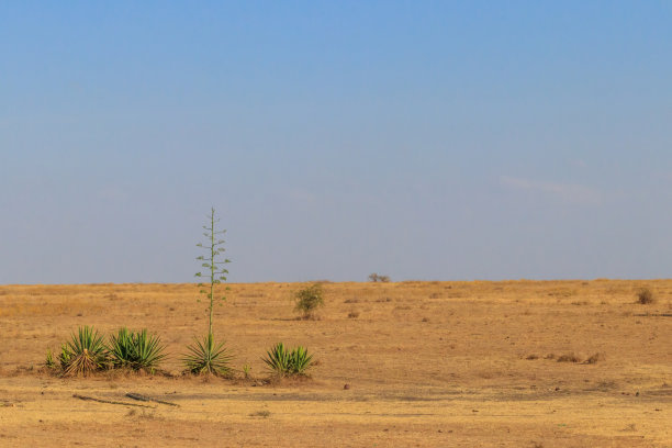 产于坦桑尼亚非洲大草原的剑麻图片下载