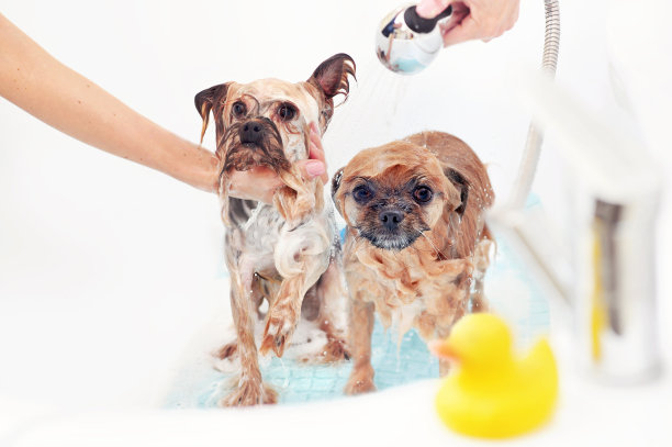 两只小狗在浴缸里洗澡图片下载