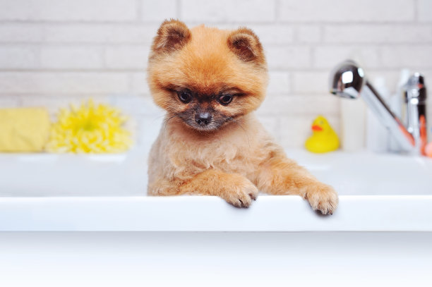 博美斯皮兹俯视着从浴缸到文字空间的区域图片下载