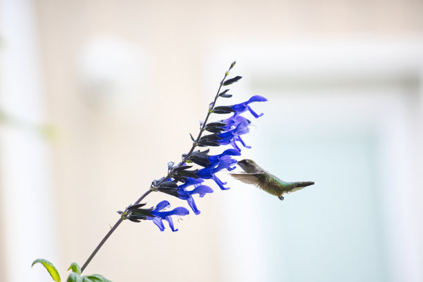 黑、蓝鼠尾草的蜂鸟取食图片下载