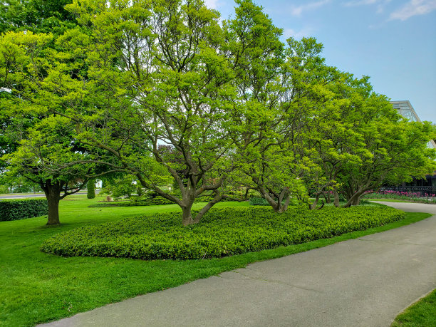 绿色的春天图片下载