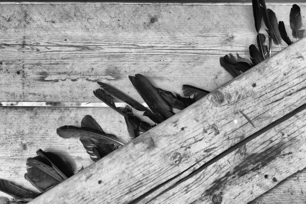 收集到的黑色乌鸦羽毛被插进一个框架的抽象视图。图片下载