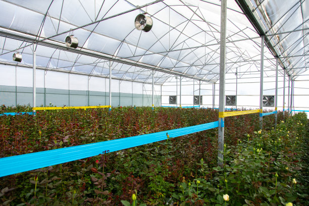 温室里的玫瑰背景图片下载