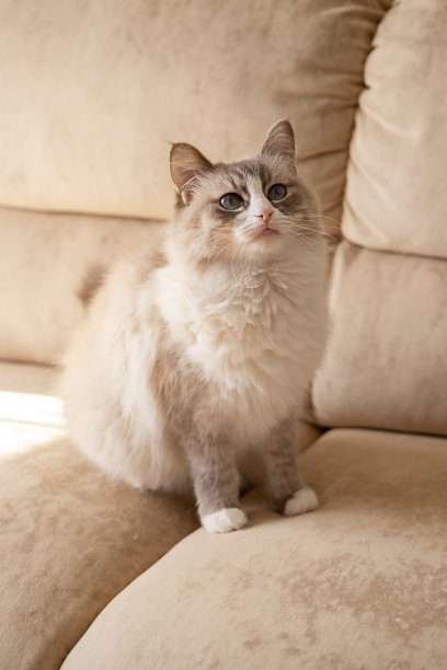 灰色的毛茸茸的西伯利亚猫，涅夫斯基化妆，正坐在客厅的沙发上休息。照顾宠物。图片下载