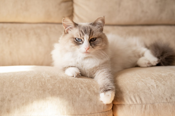 灰色的毛茸茸的西伯利亚猫，涅夫斯基化妆，正躺在客厅的沙发上休息。照顾宠物。图片下载