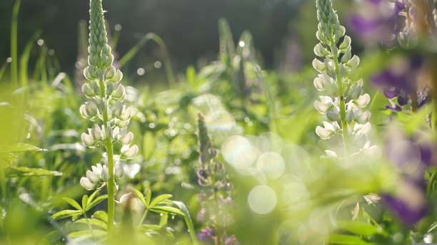 紫罗兰平生野花，草甸花景。草坪上开着紫色的羽扇豆花图片下载
