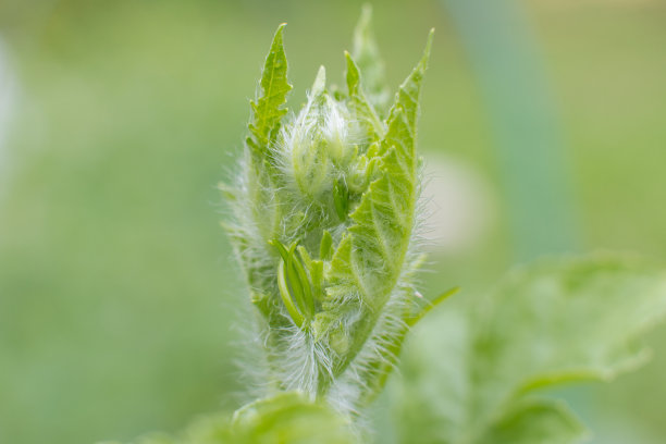 在树枝上种小西瓜。胎儿卵巢图片下载