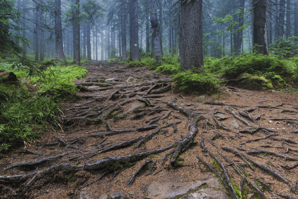 神秘的森林深处图片下载