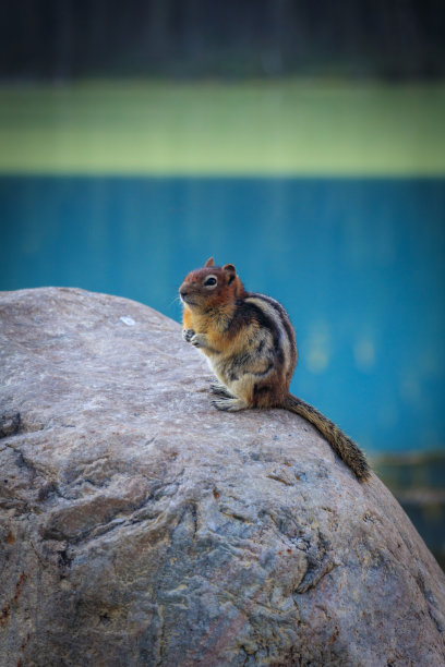 大自然里的松鼠图片下载