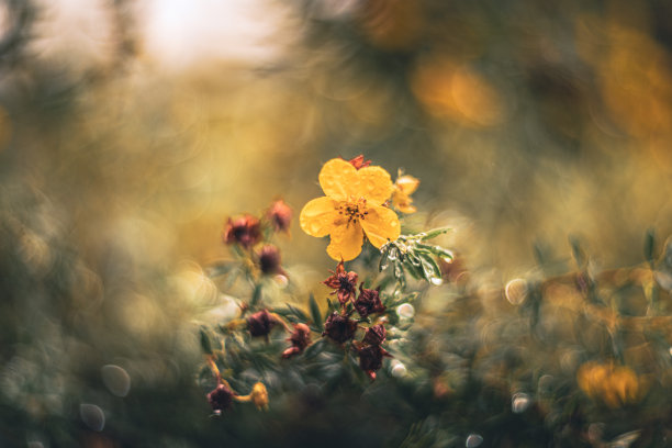 黄花雨后复古渲染与太阳神镜头图片下载