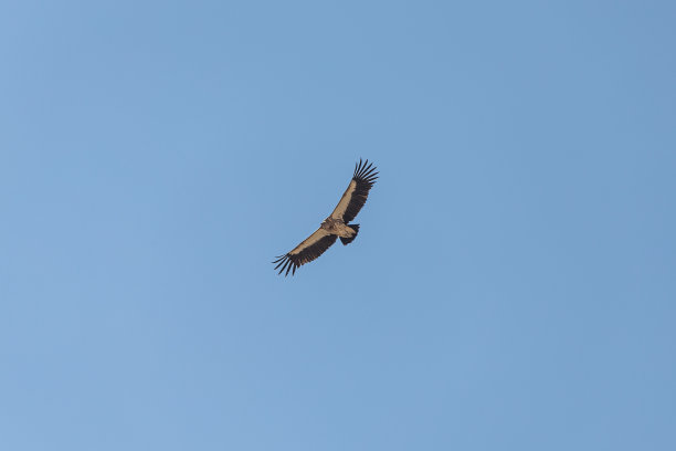 兀鹫在天空中翱翔图片下载