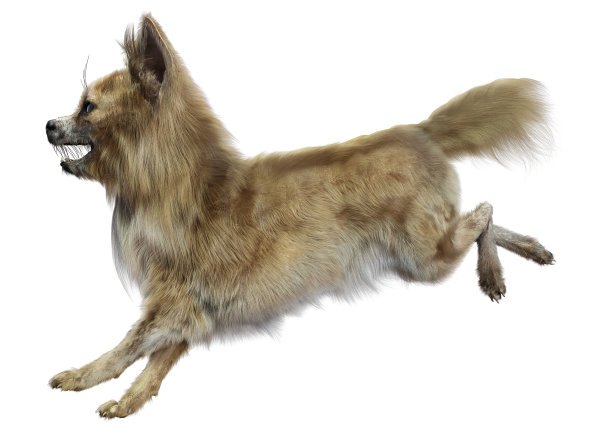 3D渲染吉娃娃狗在白色图片下载