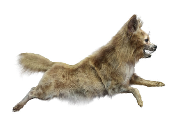 3D渲染吉娃娃狗在白色图片下载