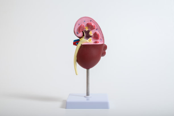 在白色背景上分离的肾模型图片下载