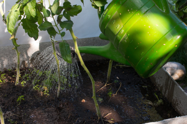 一个女人拿着喷壶在给花园浇水。温室里的番茄图片下载