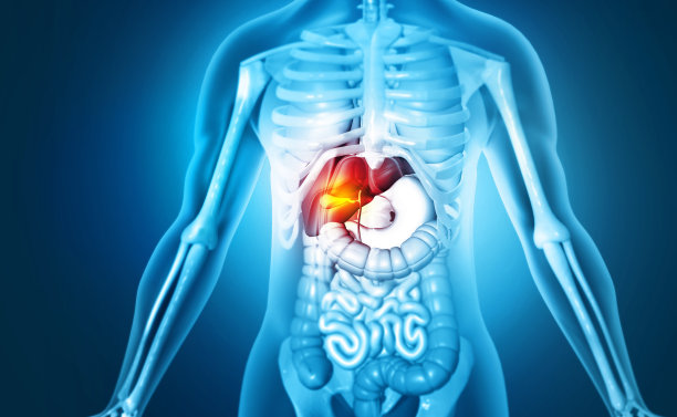 人类的肝脏解剖学。人体器官。3d插图图片下载