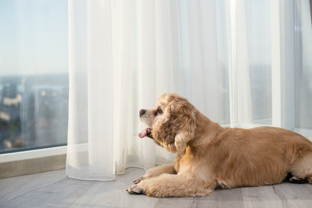 狗躺在地板上，看着窗外。图片下载