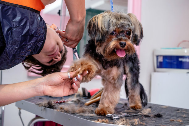 一位专业的美容师为约克郡犬理发。图片下载