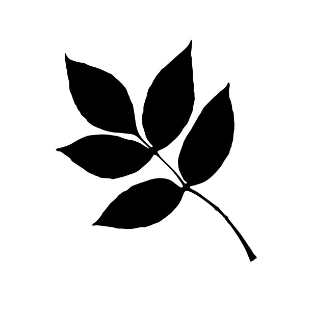 白底枫树白杨叶图标图片下载