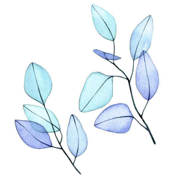 水彩绘画。一组桉树叶子透明的花。精细绘制抽象桉树叶x射线图片下载