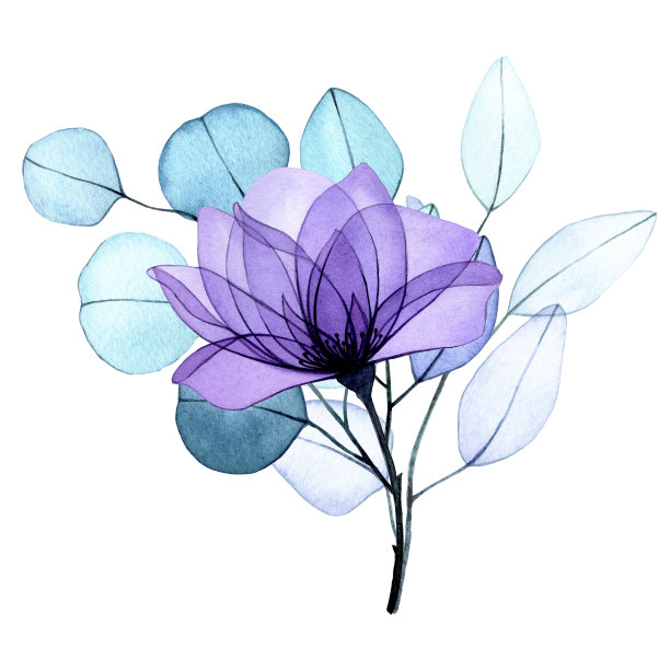 水彩绘画。花束，由透明的玫瑰花和桉树叶组成。精致的气流图，x射线图片下载