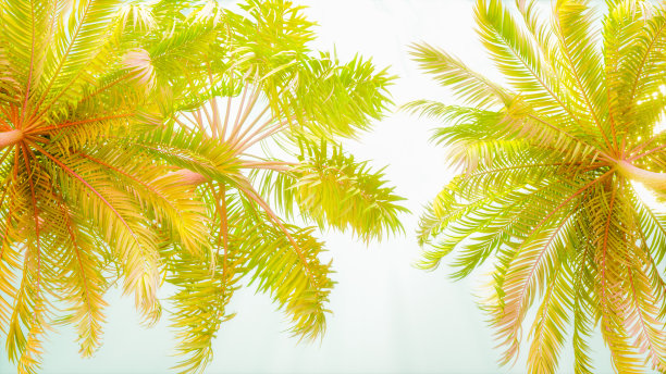 夏天的背景是棕榈树，天空和太阳图片下载