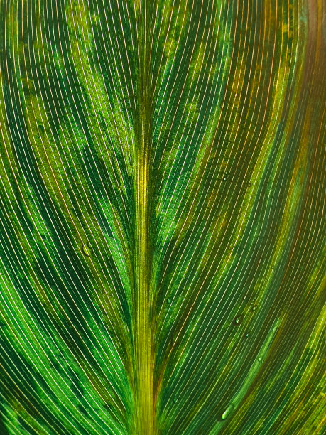 背面点燃的叶子上脉的抽象条纹图案图片下载