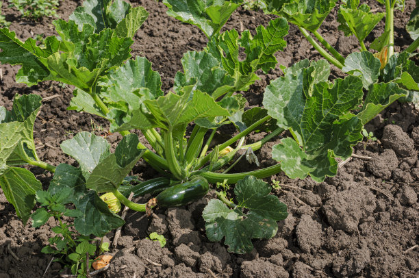 有机绿葫芦在藤上图片下载