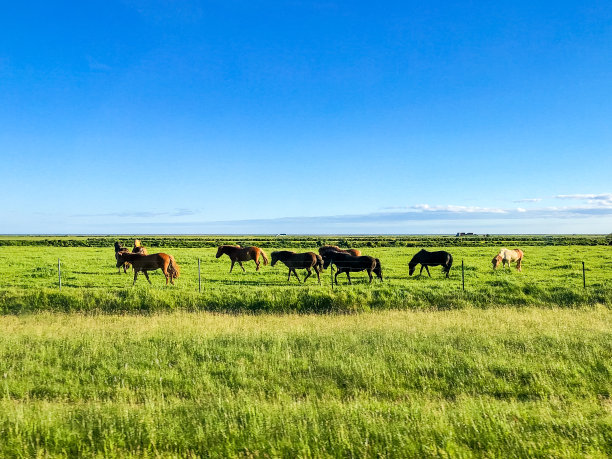 一群冰岛马在田野里吃草图片下载