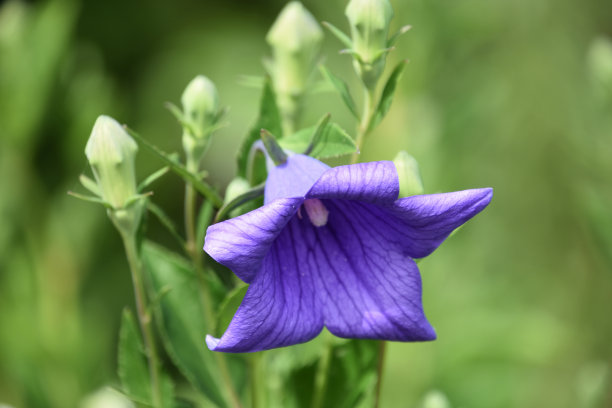 花园中带有花蕾的蓝色桔梗花图片下载