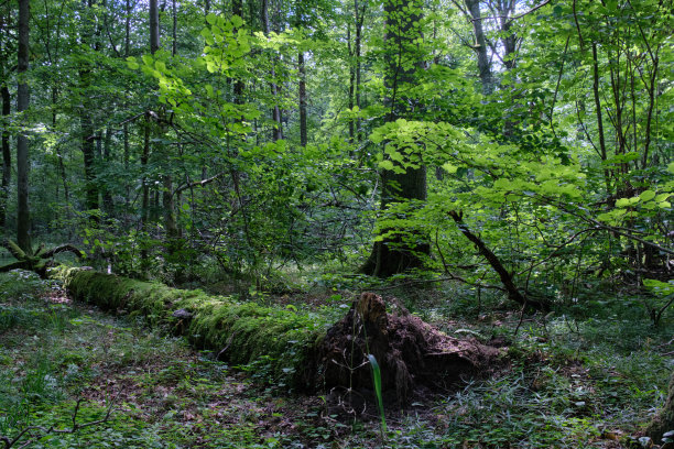 夏天落叶和老破树站在一起图片下载
