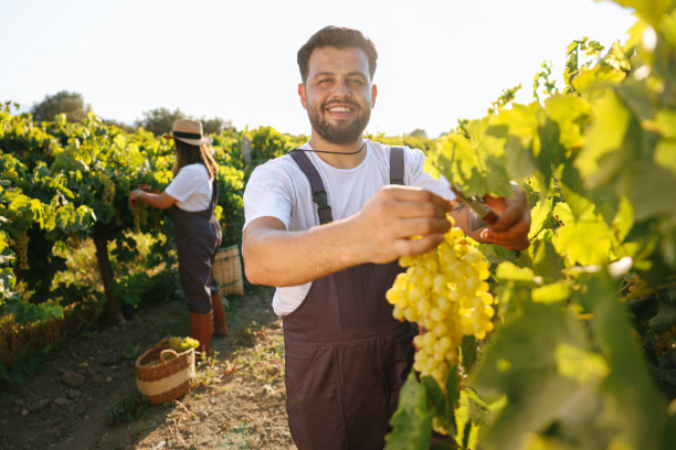 一对快乐的农夫在他们的葡萄园里采摘葡萄图片下载
