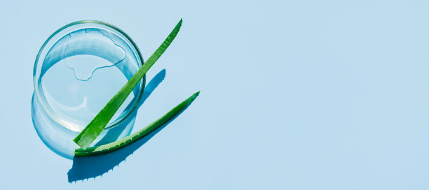 浅蓝色背景的培养皿上滴有芦荟图片下载