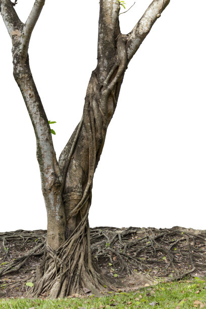 大树的树干和根伸展在美丽的草地绿色的自然孤立在白色的背景。与剪切路径图片下载