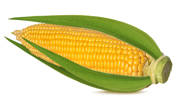 白色背景上的玉米图片下载