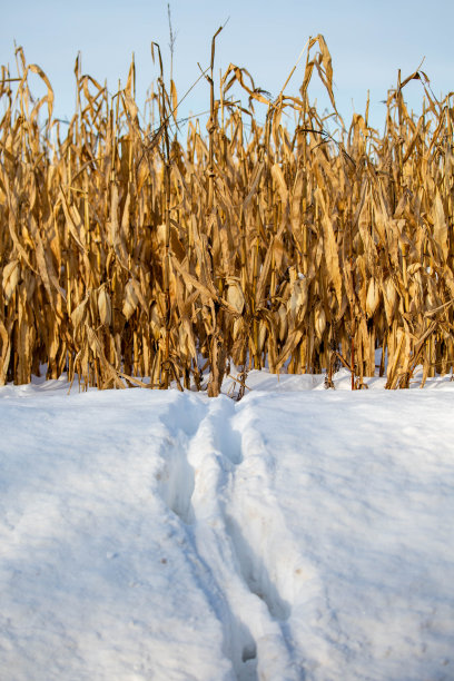 白尾鹿在威斯康辛州的一处玉米地的雪地上留下的足迹图片下载