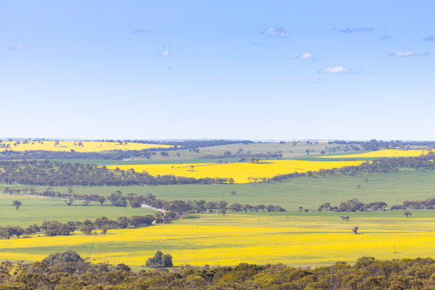 图中是西澳大利亚约克郡美丽的油菜籽田、绿草和蓝天图片下载