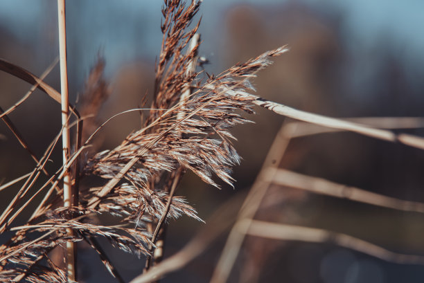 秋天。干燥的植物的特写镜头。米色的干燥植物。干花和干叶的微距摄影。米色背景图片下载