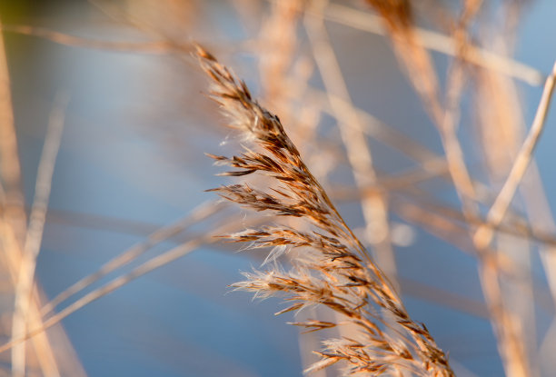 秋天。干燥的植物的特写镜头。米色的干燥植物。干花和干叶的微距摄影。米色背景图片下载