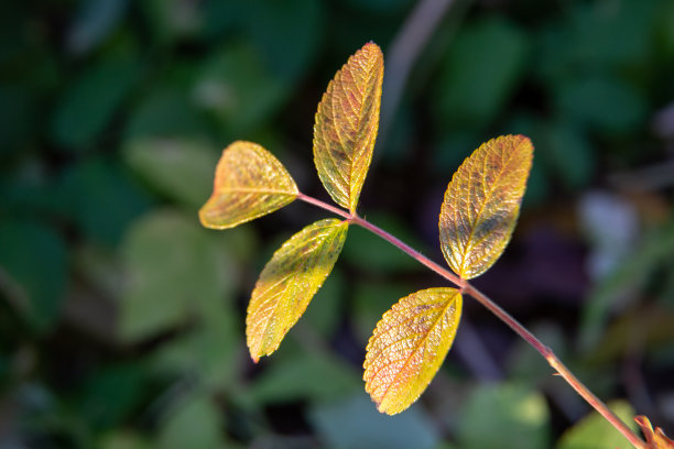 明亮的秋叶。特写镜头。微距摄影。秋天。红色和橙色的叶子图片下载