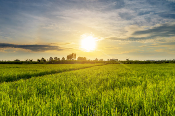 稻田里美丽的日出图片下载