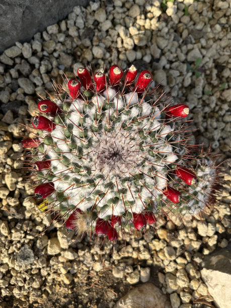 仙人掌开花植物图片下载