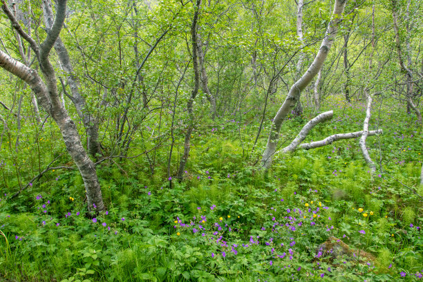 在Asbyrgi峡谷的尽头存在着冰岛非常罕见的混交林，其中部分树木高达3米。由于峡谷内部的保护位置，它们可以发展得很好图片下载
