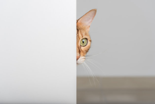 一只长着绿眼睛的红猫从敞开的门里偷看。图片下载