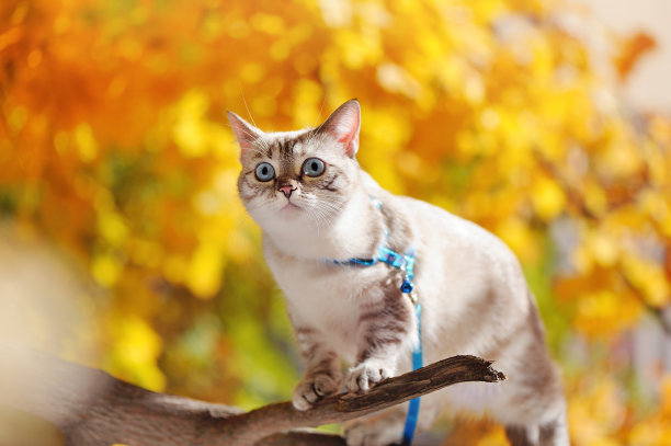 漂亮的蓝眼睛小猫盯着黄色的树图片下载